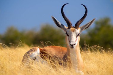 Vahşi Afrika hayvanları. Orta büyüklükteki antilop (springbok) uzun sarı çimlerde bulunur. Etosha Ulusal Parkı. Namibya