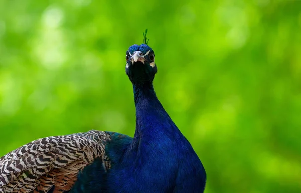 Wild Afrikaans Leven Close Van Schattige Pauw Grote Heldere Vogel — Stockfoto