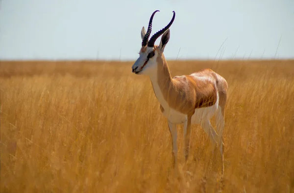 Άγρια Αφρικανικά Ζώα Springbok Μεσαίου Μεγέθους Αντιλόπη Ψηλό Κίτρινο Γρασίδι — Φωτογραφία Αρχείου