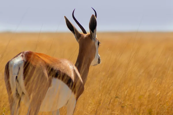 Animales Salvajes Africanos Springbok Antílope Mediano Hierba Amarilla Alta Parque —  Fotos de Stock