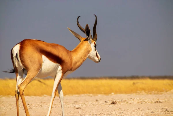 Dzikie Afrykańskie Zwierzęta Springbok Średniej Wielkości Antylopa Wysokiej Żółtej Trawie — Zdjęcie stockowe