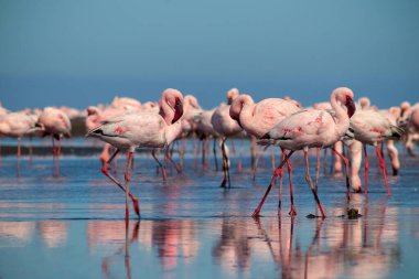 Vahşi Afrika kuşları. Pembe Afrikalı flamingo sürüsü güneşli bir günde mavi gölün arka planında yürüyorlar..