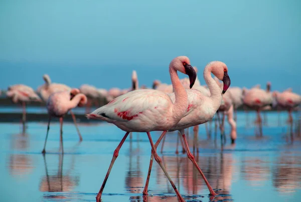 Divocí Afričtí Ptáci Hejno Růžových Afrických Plameňáků Kráčejících Kolem Modré — Stock fotografie