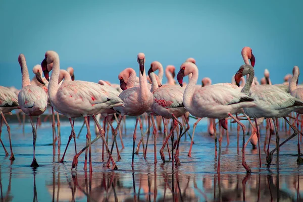 Divocí Afričtí Ptáci Hejno Růžových Afrických Plameňáků Kráčejících Kolem Modré — Stock fotografie