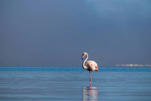 Flamingo Rosa Africano Solitário Caminha Lagoa Azul Dia Ensolarado — Fotografia de Stock