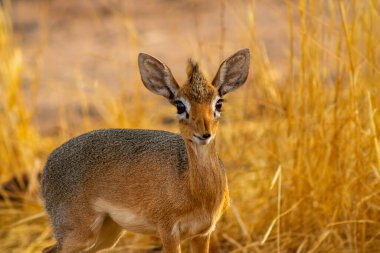 Damara dik (en küçük antilop) güneşli bir günde savanada. Namibya