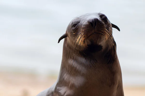 Primo Piano Cucciolo Foca Con Sfondo Sfocato Namibia — Foto Stock