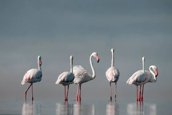Wilde Afrikanische Vögel Herde Rosafarbener Afrikanischer Flamingos Die Einem Sonnigen — Stockfoto
