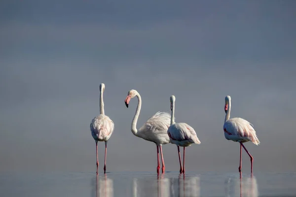 Wilde Afrikanische Vögel Herde Rosafarbener Afrikanischer Flamingos Die Einem Sonnigen — Stockfoto