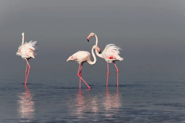 Dzikie Afrykańskie Ptaki Stado Różowych Afrykańskich Flamingów Spacerujących Błękitnej Lagunie — Zdjęcie stockowe