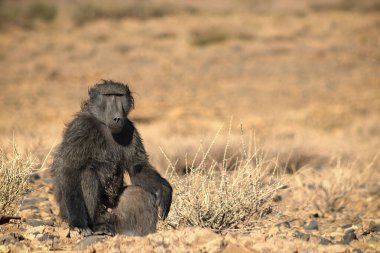 Vahşi Afrikalı hayatı. Afrika çalılarında duran Büyük Erkek Babun