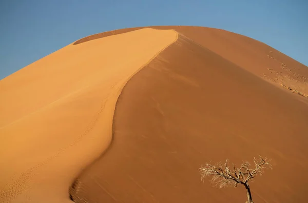 Árvore Seca Solitária Fica Meio Deserto Namib Lado Uma Duna — Fotografia de Stock