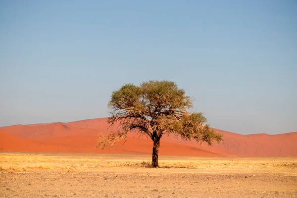 Eenzame Droge Boom Staat Midden Namibische Woestijn Naast Een Zandduin — Stockfoto