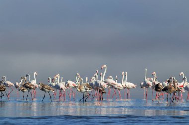 Vahşi Afrika kuşları. Pembe afrikalı flamingo kuşları güneşli bir günde mavi gölde dolaşıyorlar.