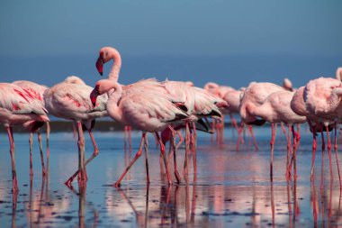 Vahşi Afrika kuşları. Pembe afrikalı flamingo kuşları güneşli bir günde mavi gölde dolaşıyorlar.