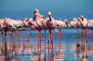 Vahşi Afrika kuşları. Pembe afrikalı flamingo kuşları güneşli bir günde mavi gölde dolaşıyorlar.