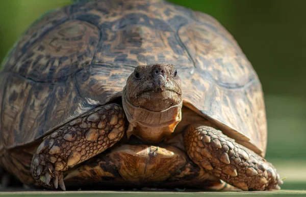 Vie Sauvage Africaine Gros Plan Une Jolie Tortue Par Une — Photo