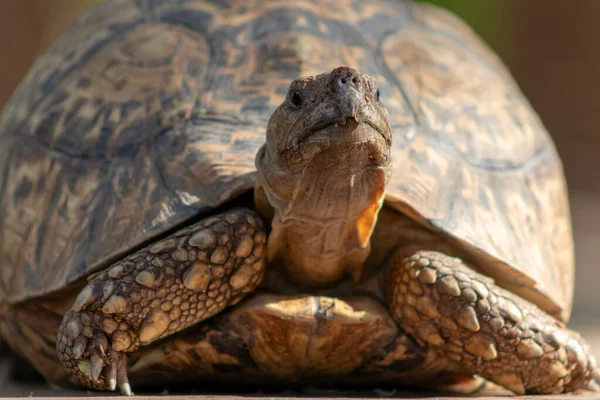 Vahşi Afrikalı Hayatı Güneşli Bir Günde Sevimli Bir Kaplumbağanın Kapanışı — Stok fotoğraf