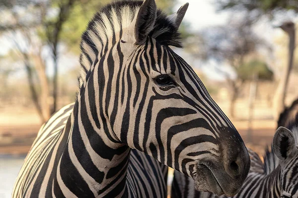 野生非洲动物 非洲斑马山脉耸立在草原上 埃托沙国家公园纳米比亚 — 图库照片