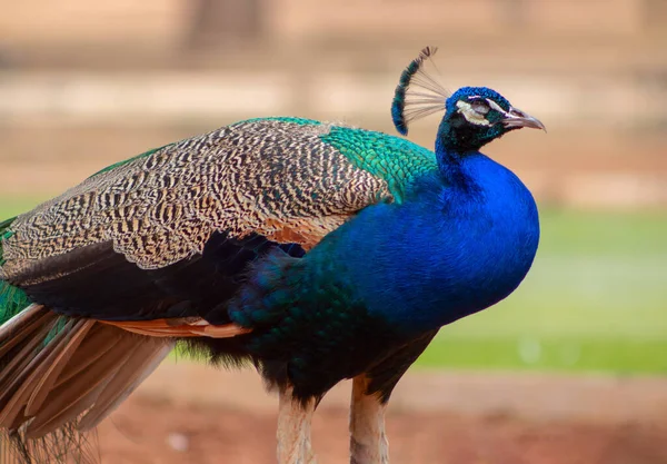 Wild African Life Close Cute Peacock Large Brightly Bird Blur — Stock Photo, Image