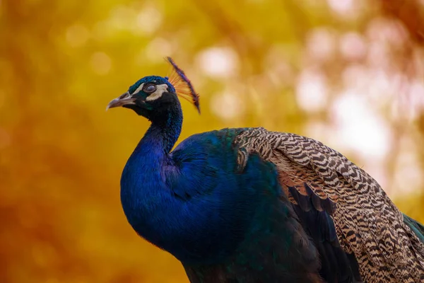 Vida Selvagem Africana Close Pavão Bonito Pássaro Grande Brilhante Fundo — Fotografia de Stock