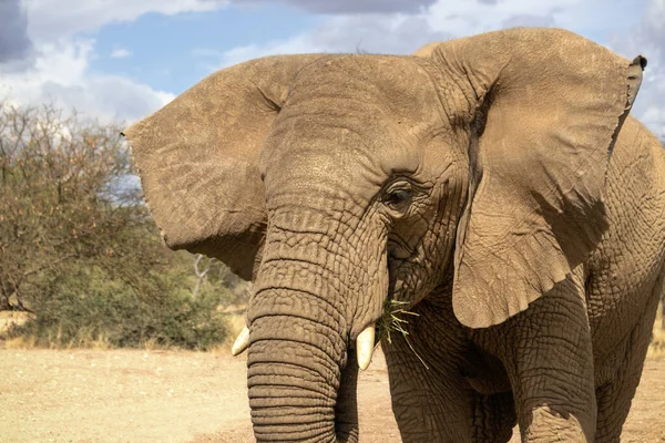 Elefante Africano Bush Las Praderas Del Parque Nacional Etosha Namibia — Foto de Stock