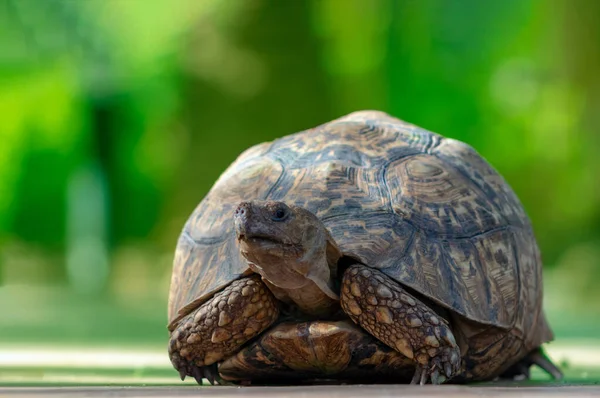 Закрийте Гарну Черепаху Лежить Зеленій Траві Намібія — стокове фото