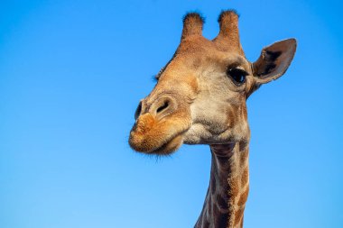 Vahşi Afrika hayvanı. Büyük Namibya zürafasına yakın yaz mavi gökyüzünde. 