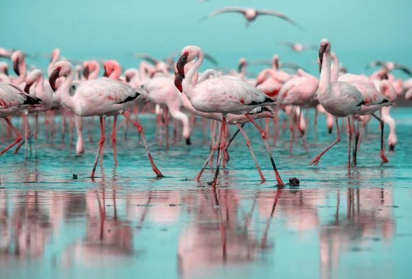 Aves Africanas Selvagens Aves Grupo Flamingos Africanos Cor Rosa Caminhando — Fotografia de Stock