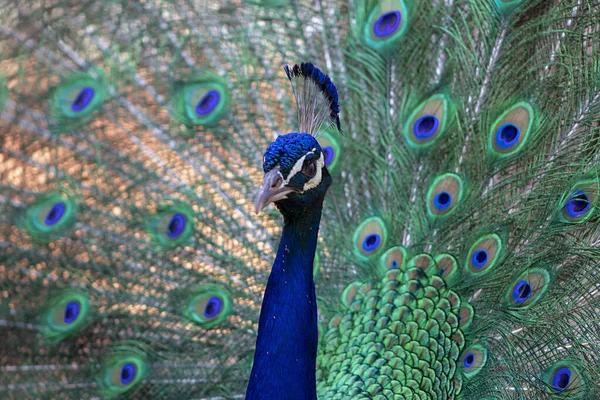 Retrato Belo Pavão Selvagem Com Penas Para Fora Fundo Borrão — Fotografia de Stock