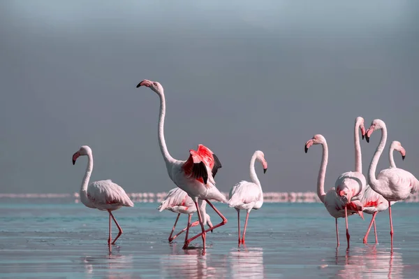 Primo Piano Bellissimi Fenicotteri Africani Che Sono Piedi Acqua Ferma — Foto Stock