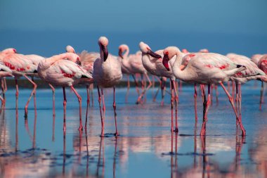 Güzel Afrika flamingolarına yaklaş. Durgun suda yansımalarla duruyorlar. Namibya