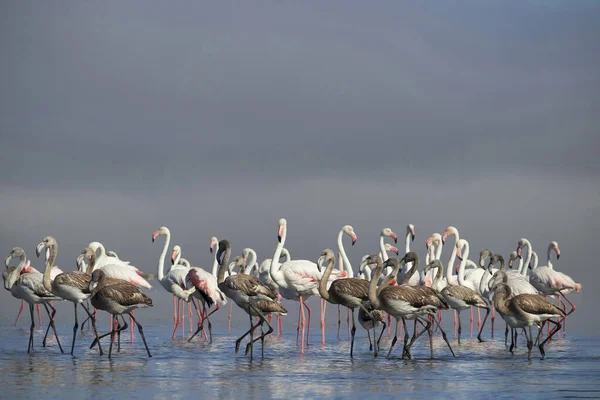 Közelről Gyönyörű Afrikai Flamingók Állnak Állva Csendes Vízben Elmélkedve Namíbia — Stock Fotó