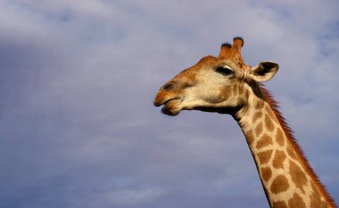 Namibya Ulusal Parkı 'nda beyaz bulutlu mavi gökyüzüne karşı sıradan bir zürafa portresi