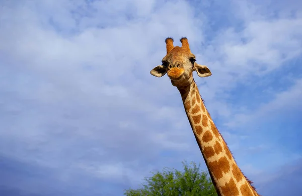 Ritratto Giraffa Comune Contro Cielo Blu Con Nuvole Bianche Nel — Foto Stock