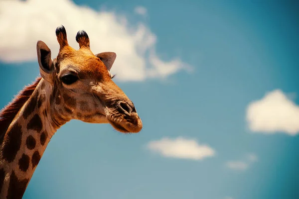 Portret Zwykłej Żyrafy Błękitnym Niebem Białymi Chmurami Parku Narodowym Namibia — Zdjęcie stockowe