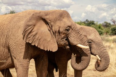 Afrika filleri, Namibya 'daki Etosha Ulusal Parkı' nın yemyeşil otlaklarında yürüyorlar..