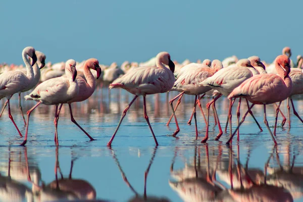 野生非洲生物 一群粉红的非洲火烈鸟在明亮天空的背景下在蓝色的泻湖中漫步 — 图库照片
