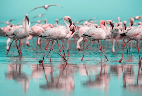 Vilt Afrikanskt Liv Flock Rosa Afrikanska Flamingos Promenader Runt Den — Stockfoto