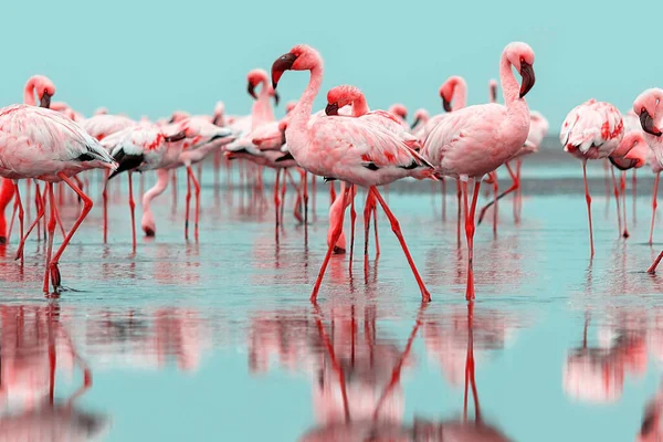 Vida Selvagem Africana Rebanho Flamingos Africanos Cor Rosa Caminhando Redor — Fotografia de Stock