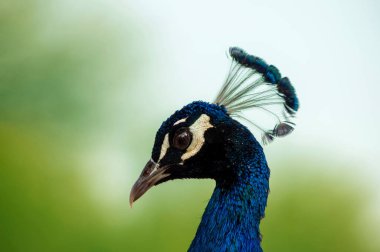 Güneşli bir günde yeşil bir arka planda vahşi, güzel bir tavus kuşunun portresi