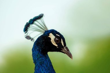 Güneşli bir günde yeşil bir arka planda vahşi, güzel bir tavus kuşunun portresi