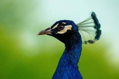 Güneşli bir günde yeşil bir arka planda vahşi, güzel bir tavus kuşunun portresi