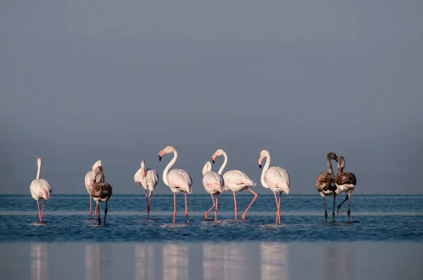 Wild African Life Flock Pink African Flamingos Walking Blue Lagoon — Stock Photo, Image