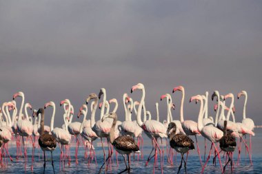 Vahşi Afrikalı hayatı. Pembe Afrikalı flamingo sürüsü güneşli bir günde mavi gölün arka planında yürüyorlar.. 
