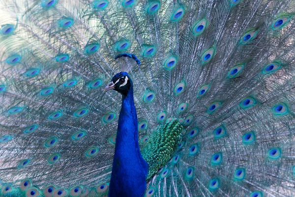 Portret Pięknego Pawia Piórami Wierzchu Duży Jasny Ptak — Zdjęcie stockowe
