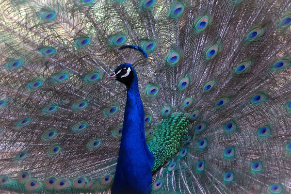 Retrato Pavão Bonito Com Penas Para Fora Pássaro Grande Brilhante — Fotografia de Stock