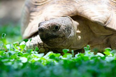 Yeşil çimlerin üzerinde yatan sevimli bir kaplumbağaya yaklaş. Namibya