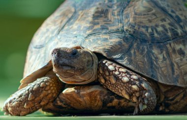 Yeşil çimlerin üzerinde yatan sevimli bir kaplumbağaya yaklaş. Namibya