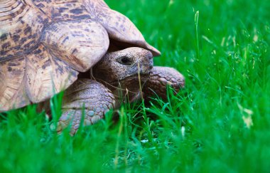Yeşil çimlerin üzerinde yatan sevimli bir kaplumbağaya yaklaş. Namibya
